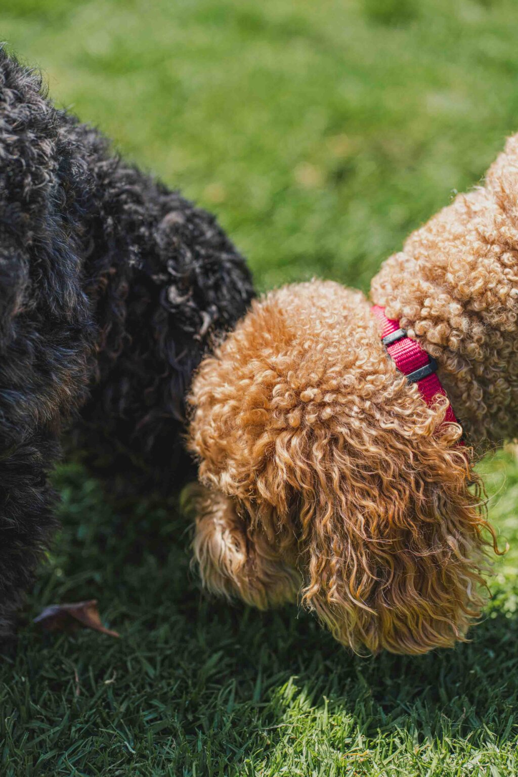 two dogs at ariel pet friendly charlotte apartments